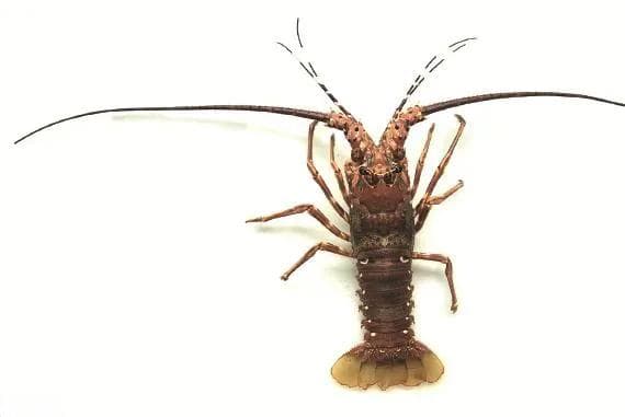 锦绣龙虾生物学及循环水健康养殖技术