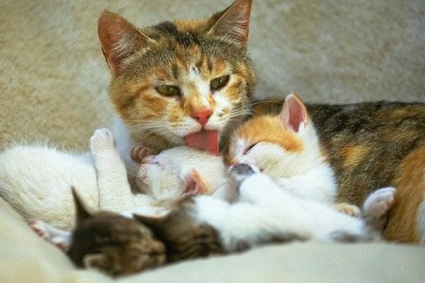 为什么小猫作文？——从创作价值到情感表达的深度解析