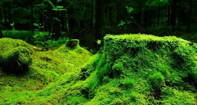 苔藓——微小而伟大的植物世界（探秘苔藓的形态、生态及作用）