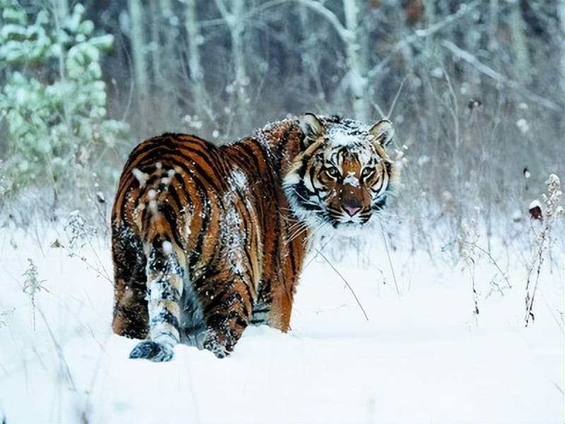 吉林延边4只东北虎集体下山游荡！野外遇到东北虎，该怎么办？