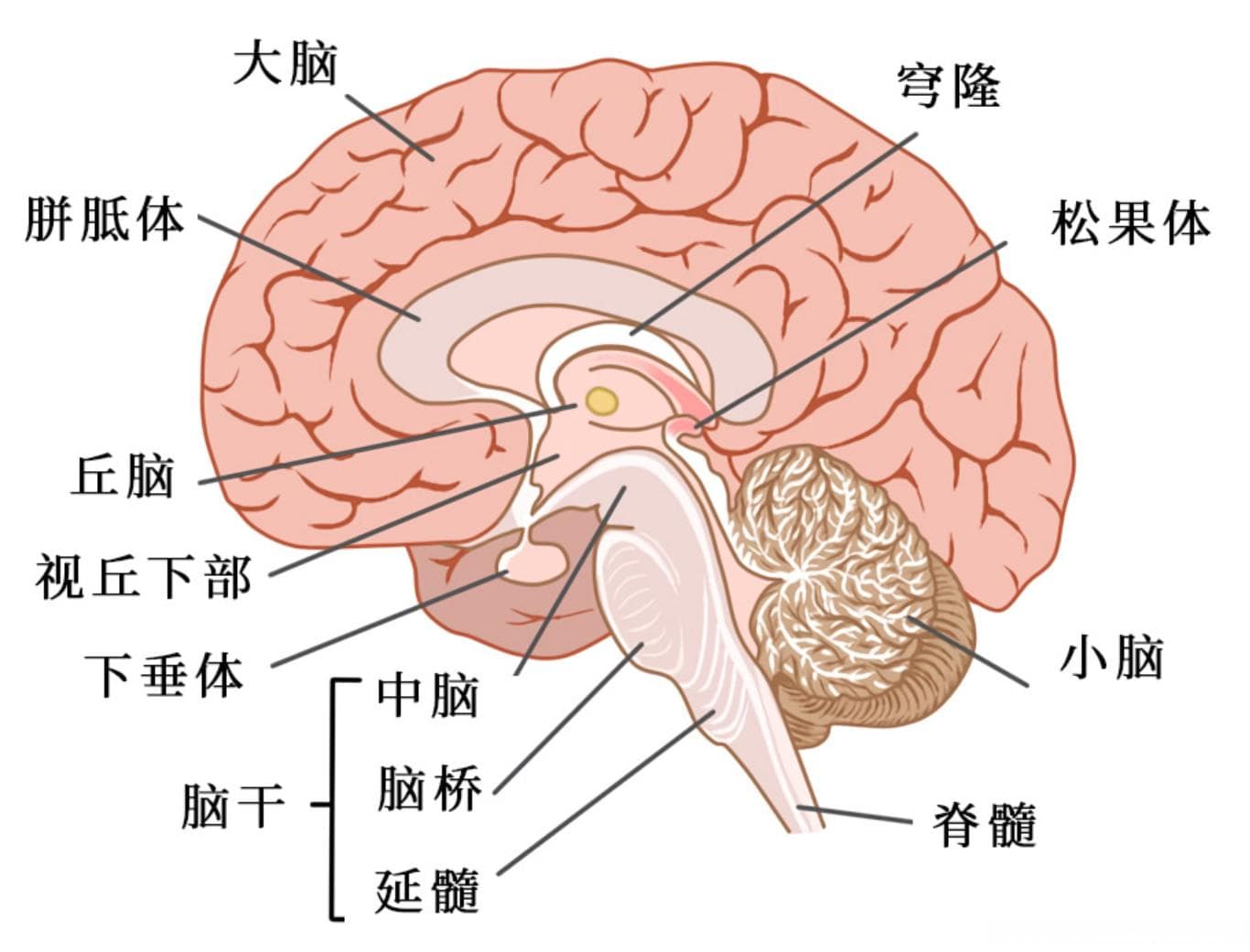初步认识大脑解剖结构