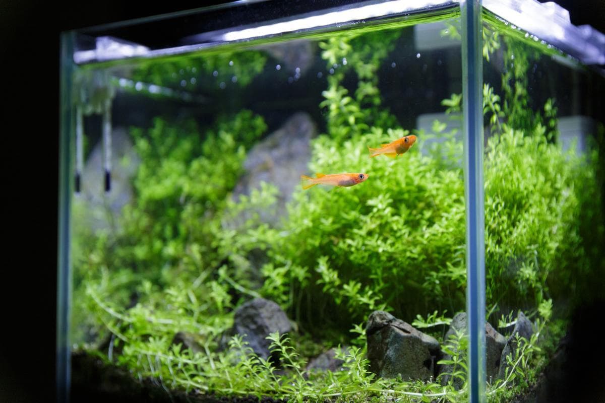 鱼缸过滤棉大比拼：四种主流材质优缺点全解析