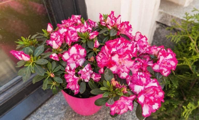 杜鹃花好养吗？杜鹃花的养护要点全解析