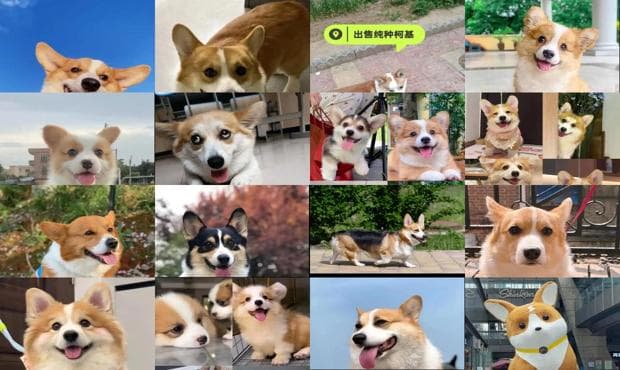 柯基犬有多聪明？智商相当于5-6岁孩子，还有这些优点！