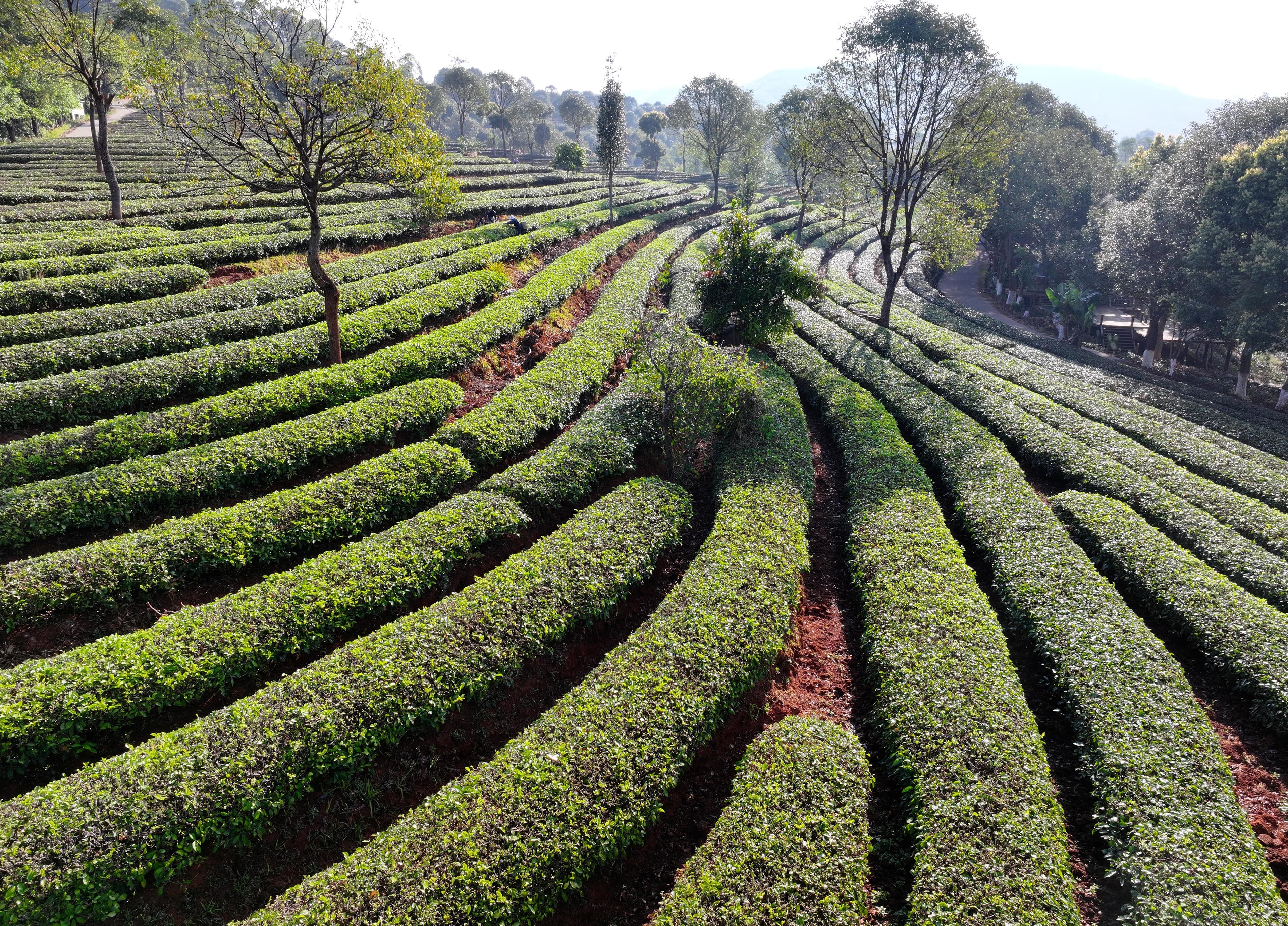 云南思茅：万亩茶山香启春茶采摘黄金季
