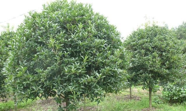 赏析中国传统园林之桂花树（形态特征、养护方法及文化意义）