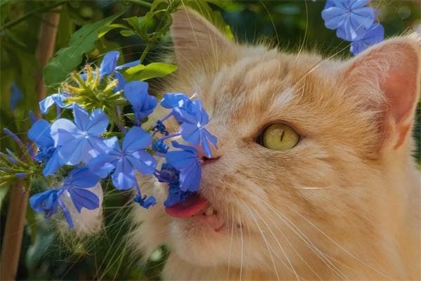 为什么橘猫容易胖？如何帮助橘猫减肥？
