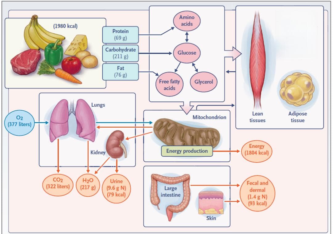NEJM：食物即良药！探索蛋白质、脂肪、碳水、膳食纤维“最佳”饮食方案