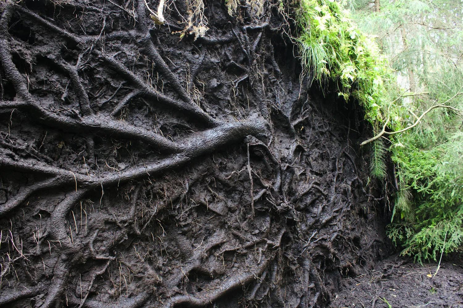 马里兰大学揭秘：真菌与植物的奇妙共生之旅