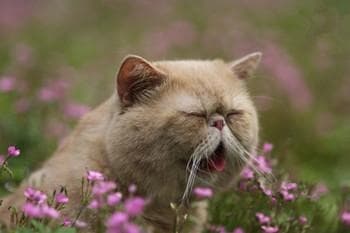 猫咪嗓音突变沙哑，怎么办？
