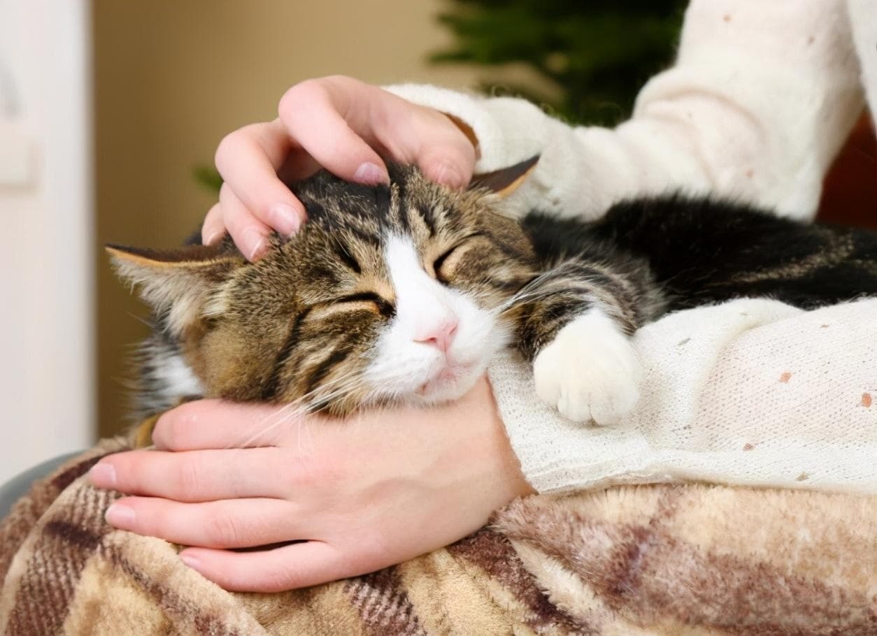 探索猫咪的舒适区！