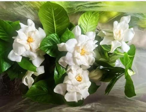 栀子花叶干枯像烧焦了一样是什么原因？怎么补救？