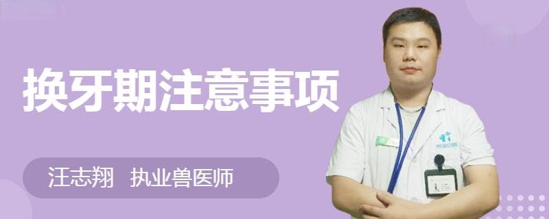 狗狗换牙期护理全攻略：时间、症状与注意事项