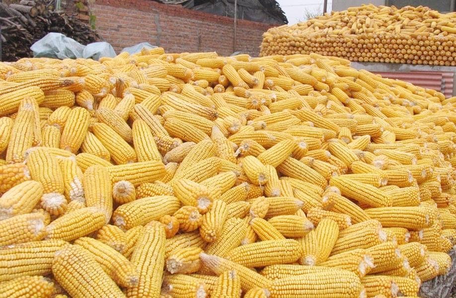 今年种一亩地玉米挣钱吗？有人赚1000元，有人亏500元，咋回事？