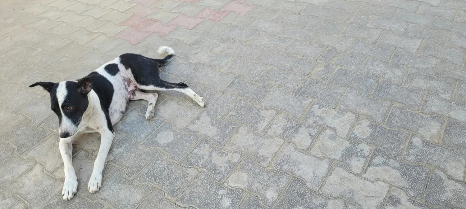 四川女童遭恶犬撕咬重伤！狂犬疫苗怎么打？