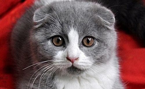 如何用声音吸引你的猫（掌握这些技巧）