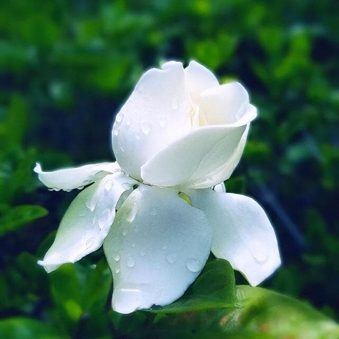 栀子花养护管理全攻略