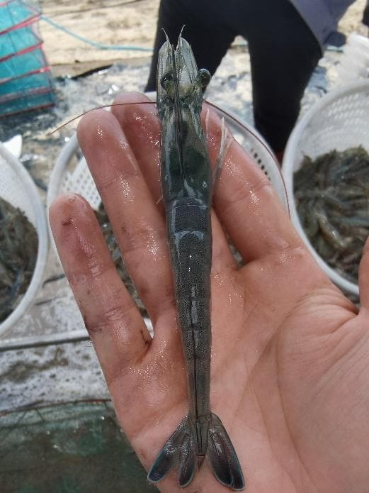 虾青素对水产养殖动物的重要作用