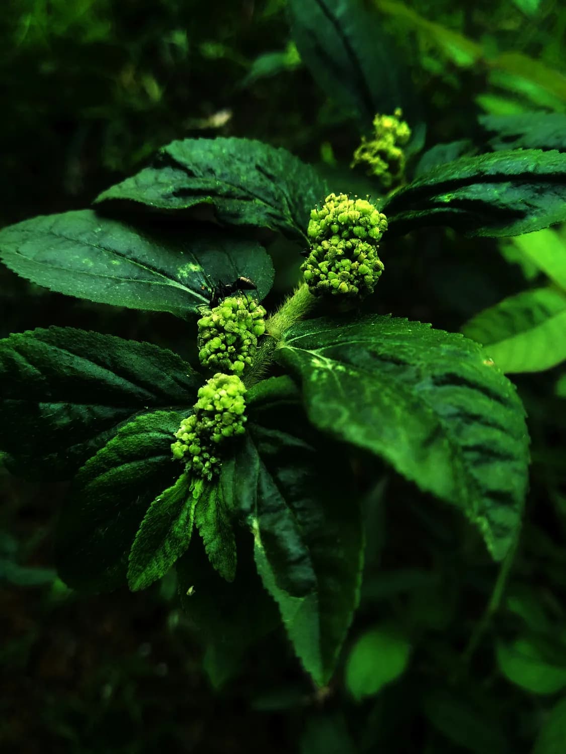 云南文山三七种植技术大揭秘！