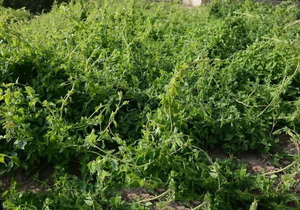 从种子到组织培养：7种常见中药材种植技术详解