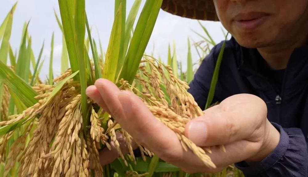 稳血糖、降血脂，浙大团队研发“神奇”大米