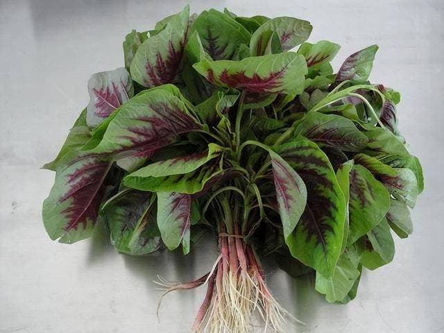 苋菜是“长寿菜”？老中医告诉你：尤其这2类人，多吃有4个好处