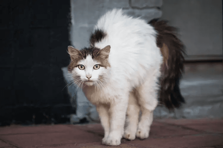 猫咪为什么会弓背？猫咪弓背的原因