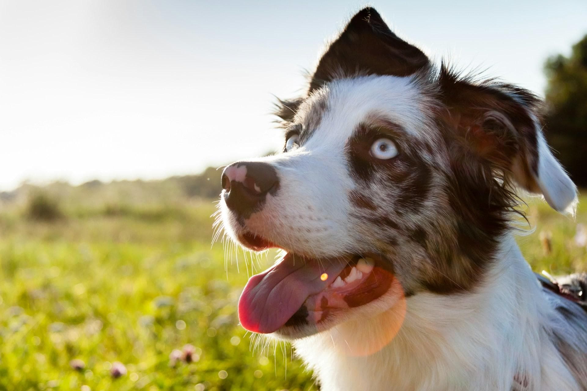 边牧犬每天需要多长时间的运动