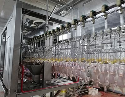肉鸡屠宰加工的关键环节是什么？