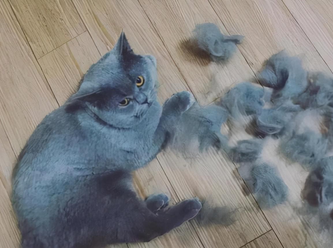 猫咪脱毛怎么办？从病因到治疗全攻略