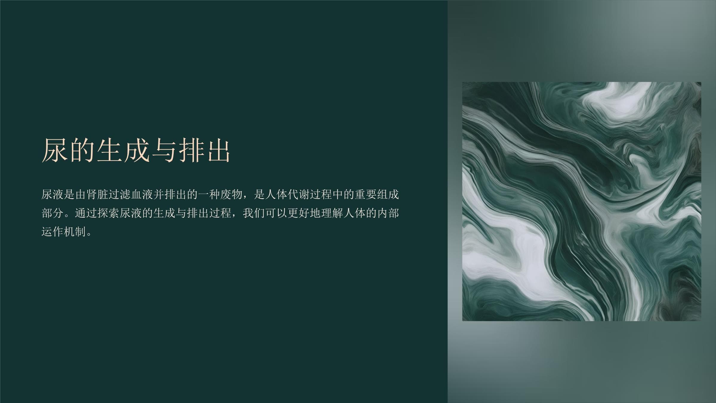 尿的生成与排出机制详解