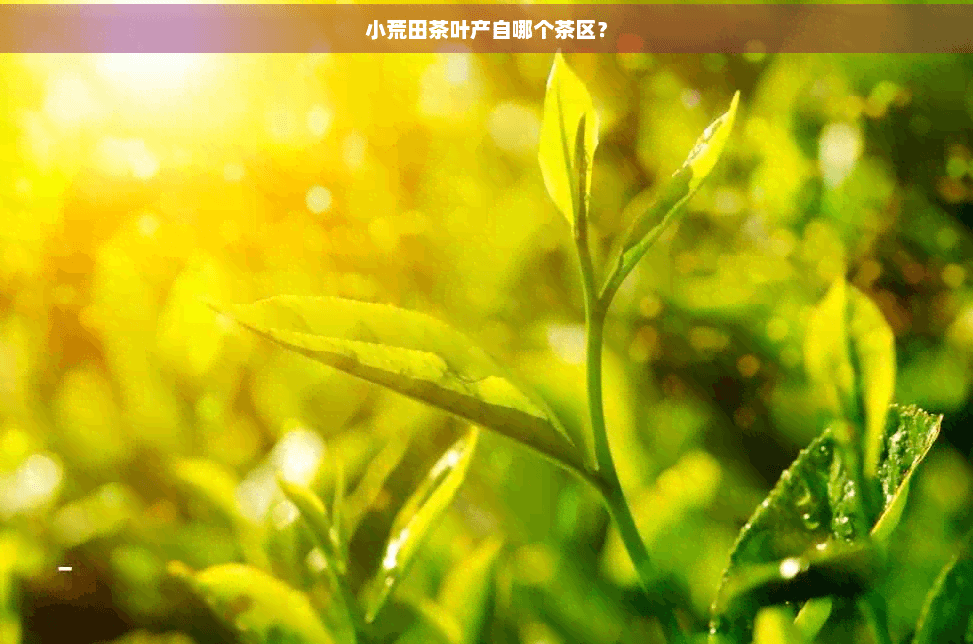 小荒田茶叶产自哪个茶区？