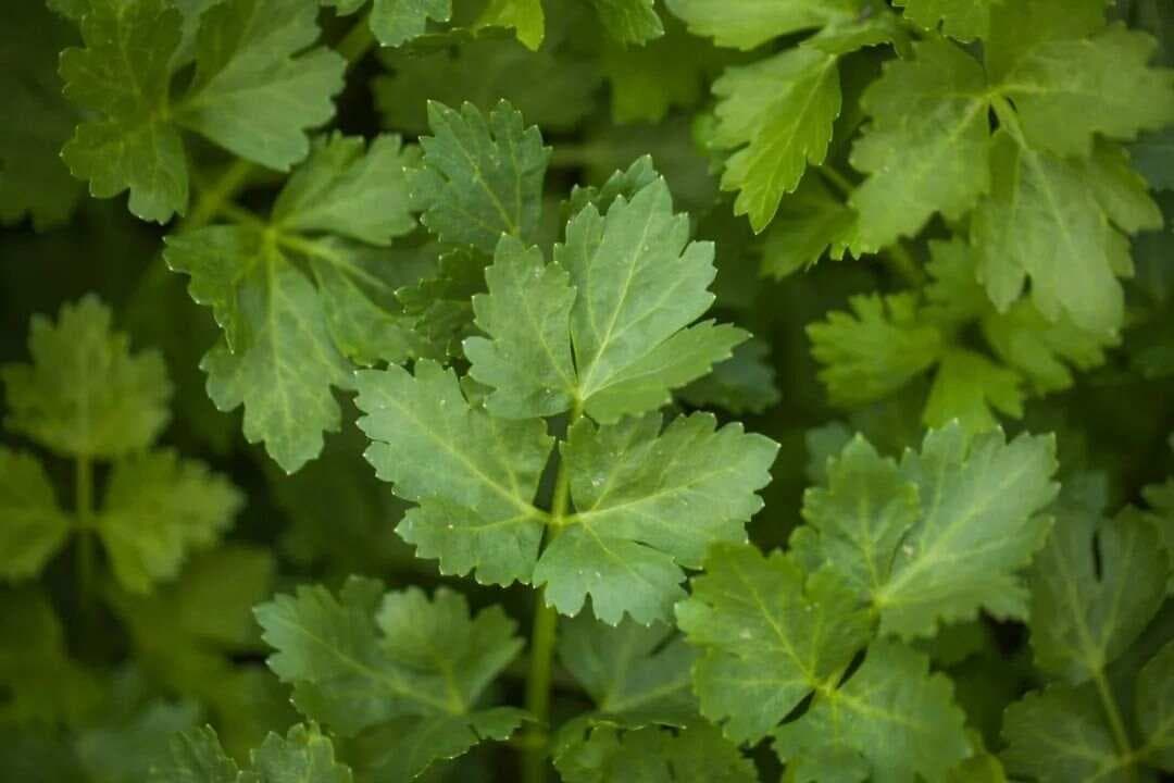 芹菜：一种高营养价值的食疗佳品