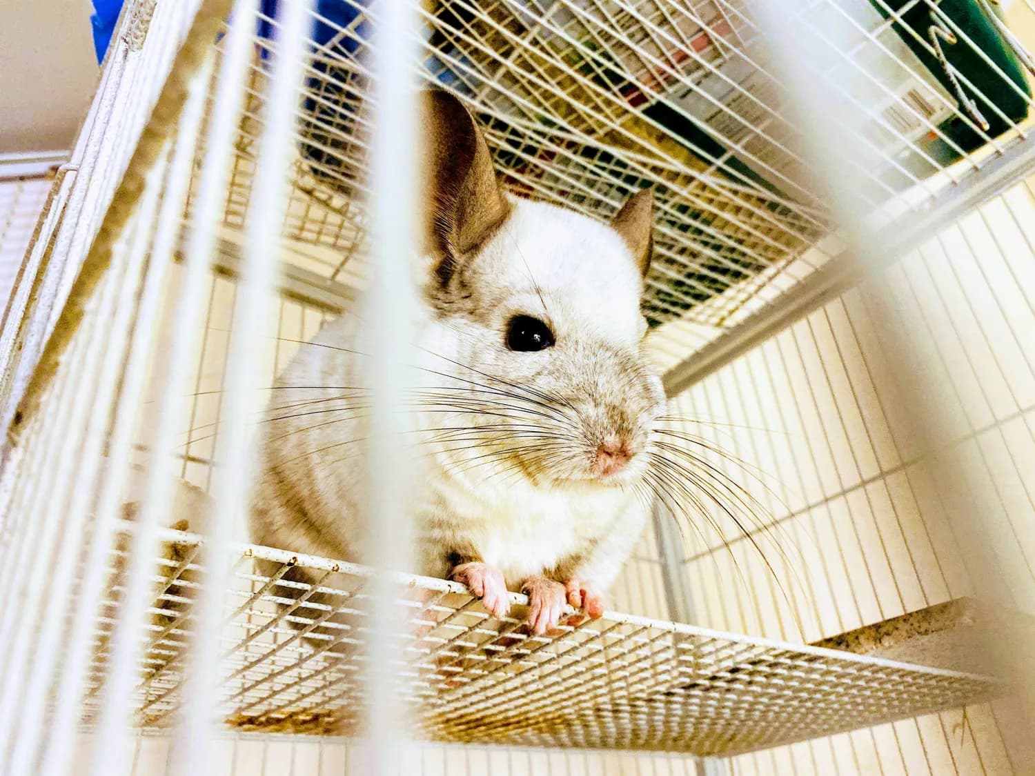 龙猫：儿童宠物的最佳选择？