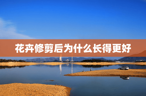 花卉修剪后为什么长得更好