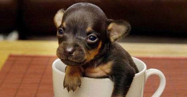 科学养护茶杯犬的15大注意事项（宠爱茶杯犬，从科学饲养开始）