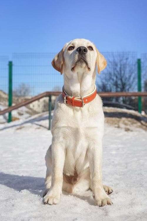 拉布拉多犬：忠诚友好、智商不低且广受欢迎的犬种