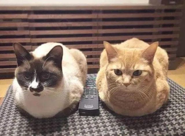 看到猫咪“母鸡蹲”，千万别忽视！