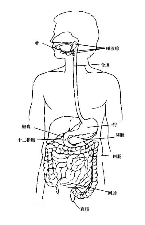 消化和吸收概述