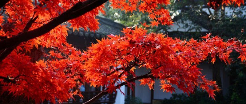 2024郑州赏秋好去处推荐