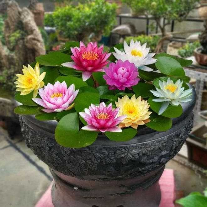 养荷花有哪些注意事项