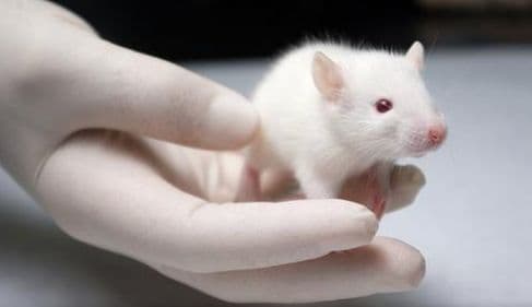 科学家成功通过基因编辑技术改变小鼠性别