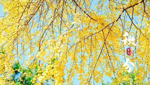 秋分节气的寓意、特点与风俗：一个节气的文化内涵