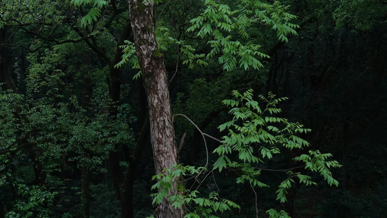 四川古蔺黄荆老林：北纬28度的原始森林与红色文化交融地