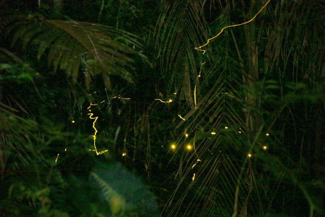 一线城市萤火虫增加，萤火奇妙夜点亮广深自然教育