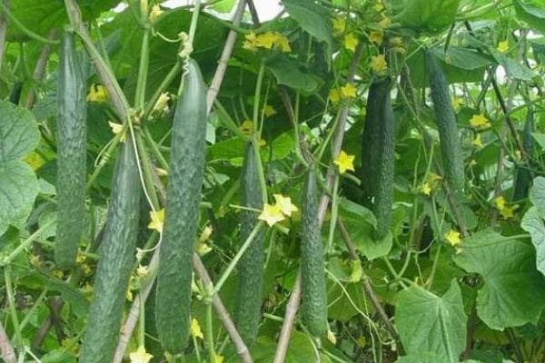大棚黄瓜的种植技术，缓苗后需控制浇水