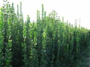 苗木价格：市场动态与影响因素分析
