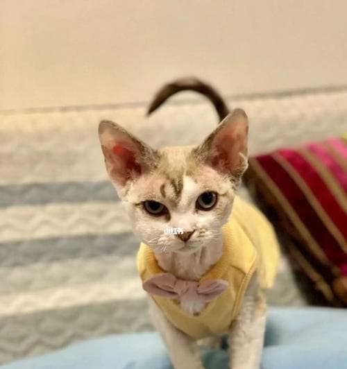 猫咪脸部肿胀怎么办？原因、诊断与处理全攻略