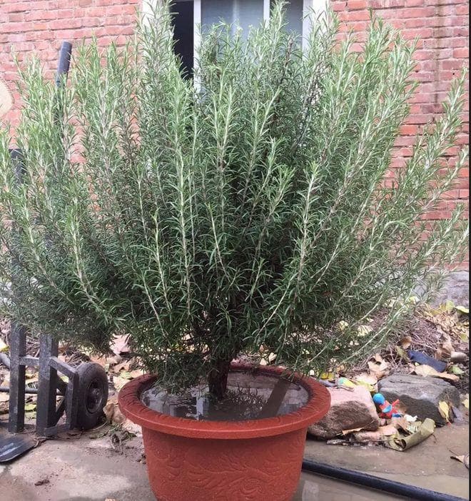 适合冬季室内种植的香草植物