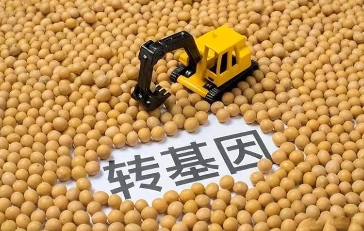 转基因食品对人体究竟有没有危害？请专家们给一个明确的说法！